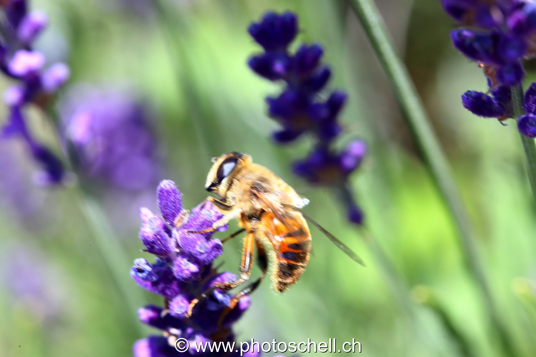 Abeille butinant des fleurs de lavande