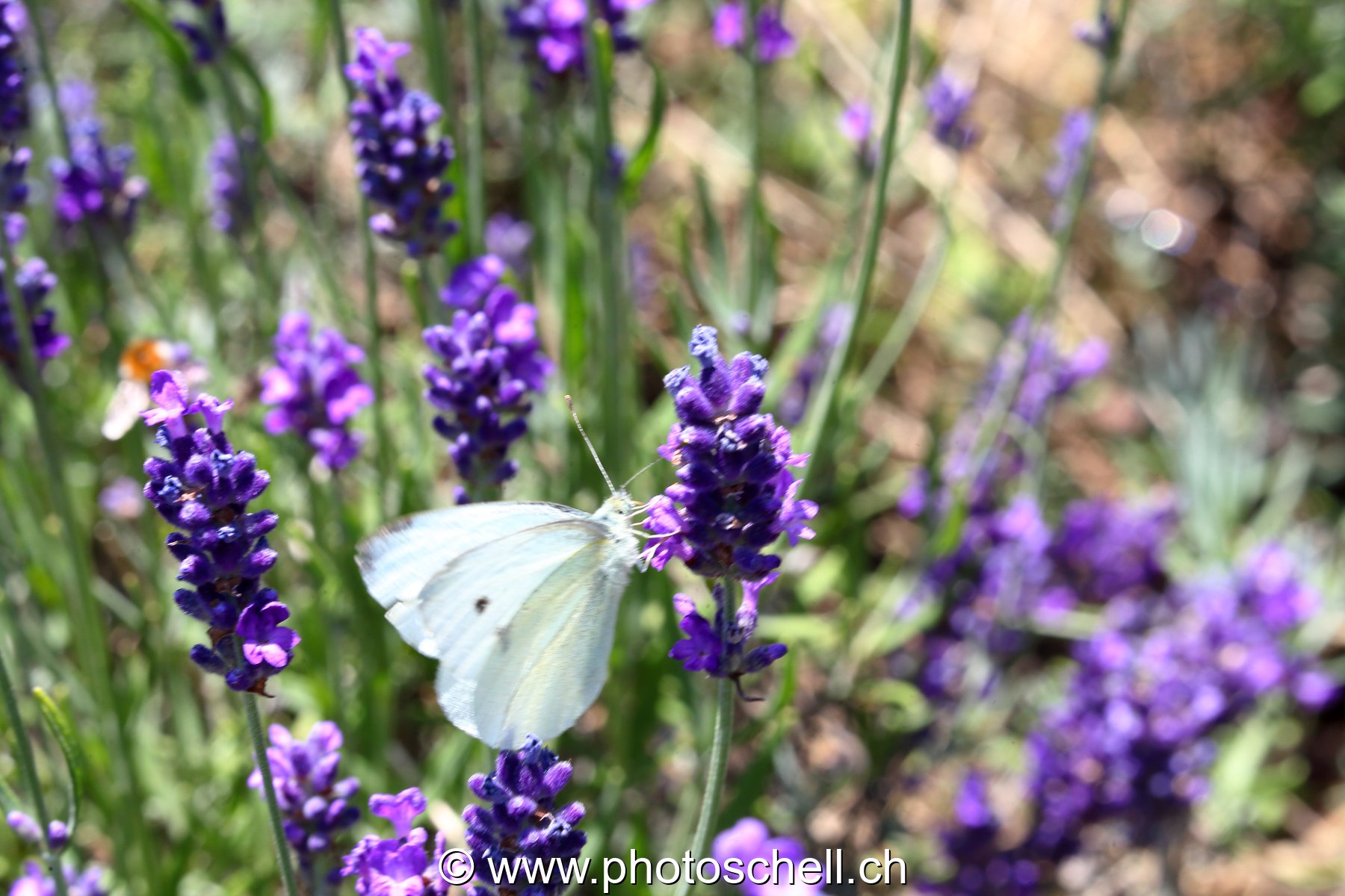 Papillon sur la lavande