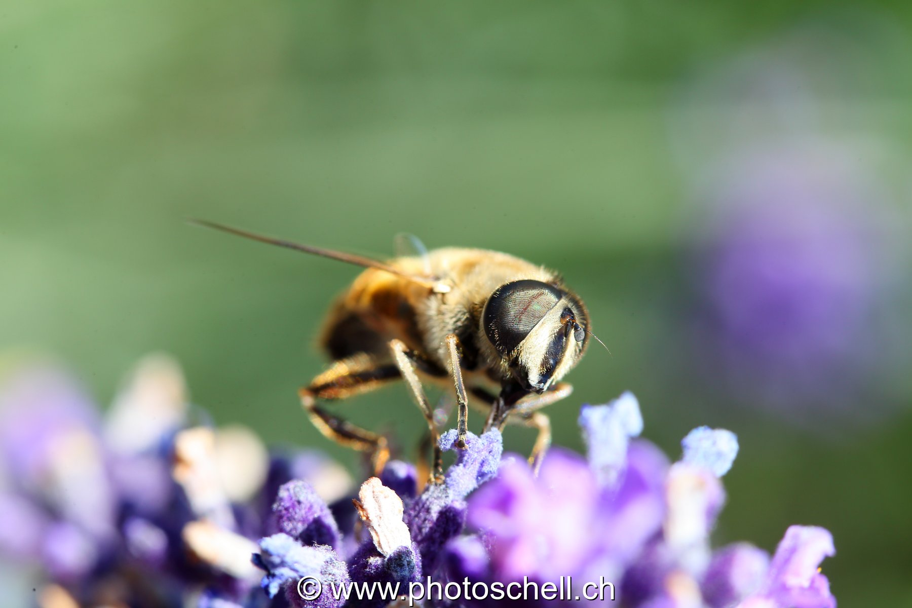 Abeille butinant des fleurs de lavande (macro)