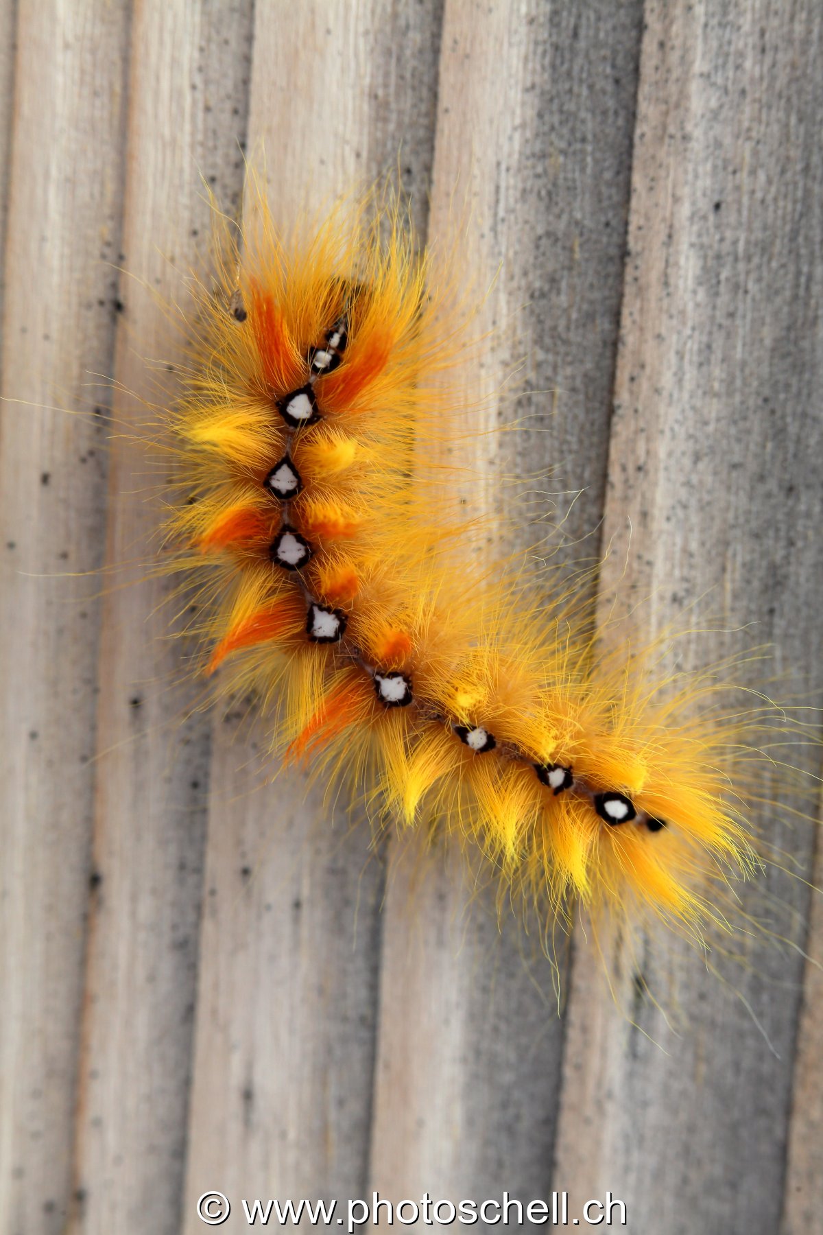 Chenille