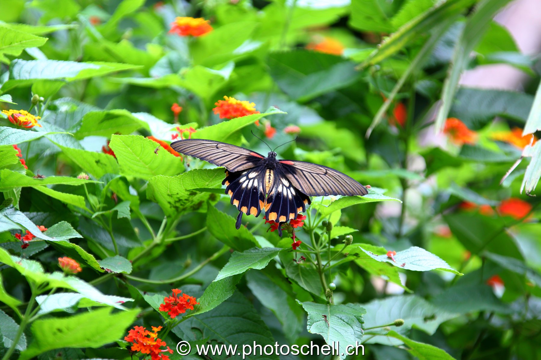 Papillons du Papillorama