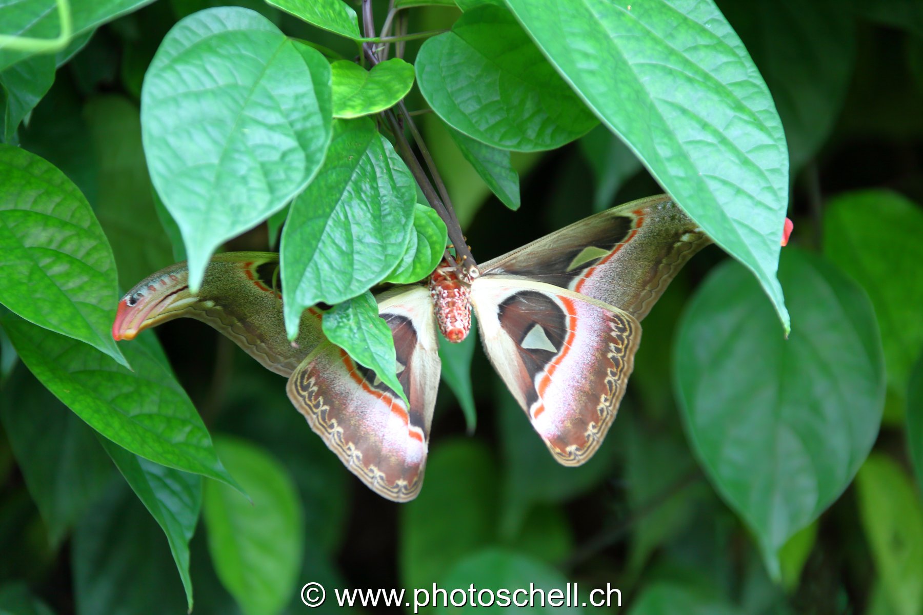 Papillons du Papillorama
