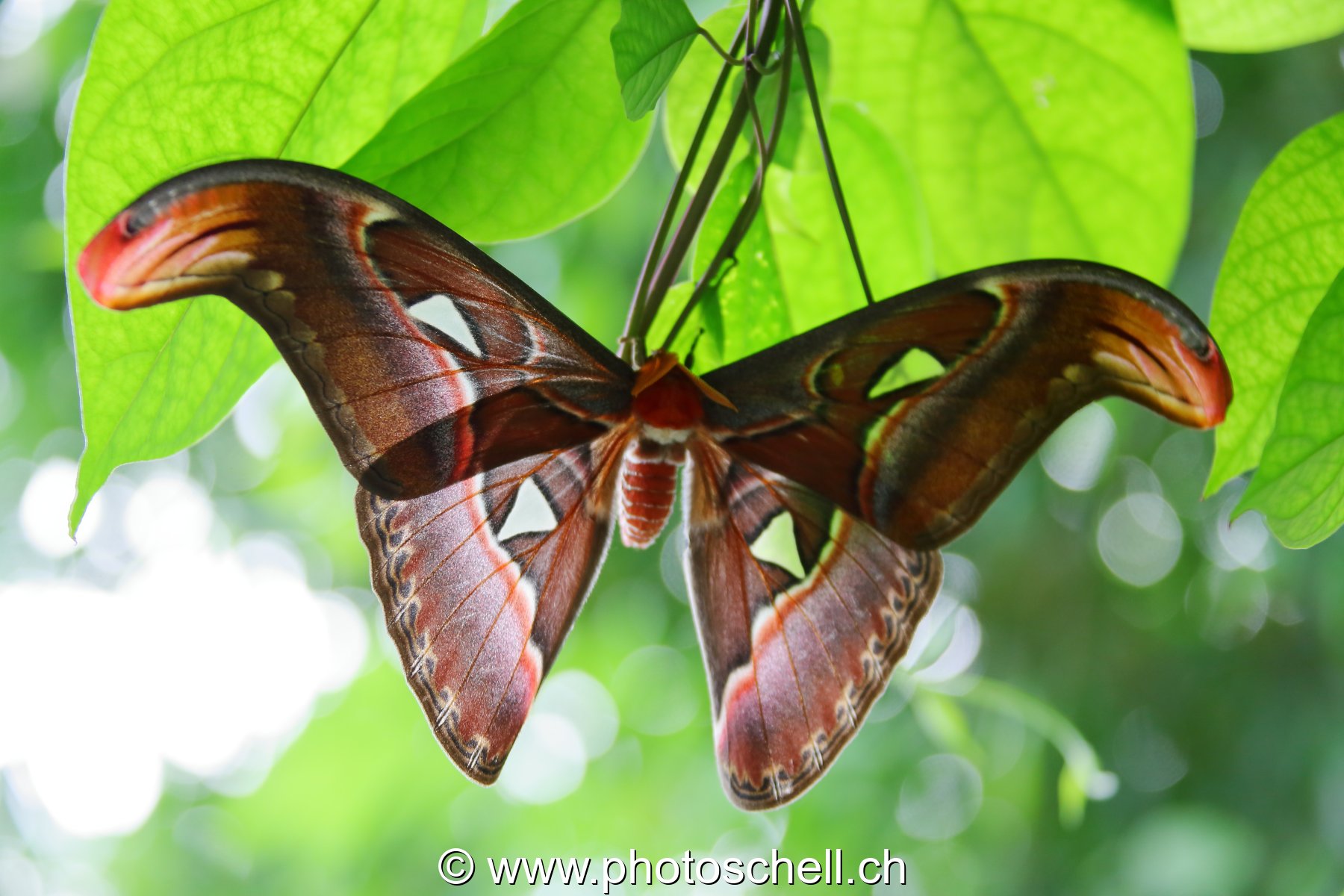 Papillons du Papillorama