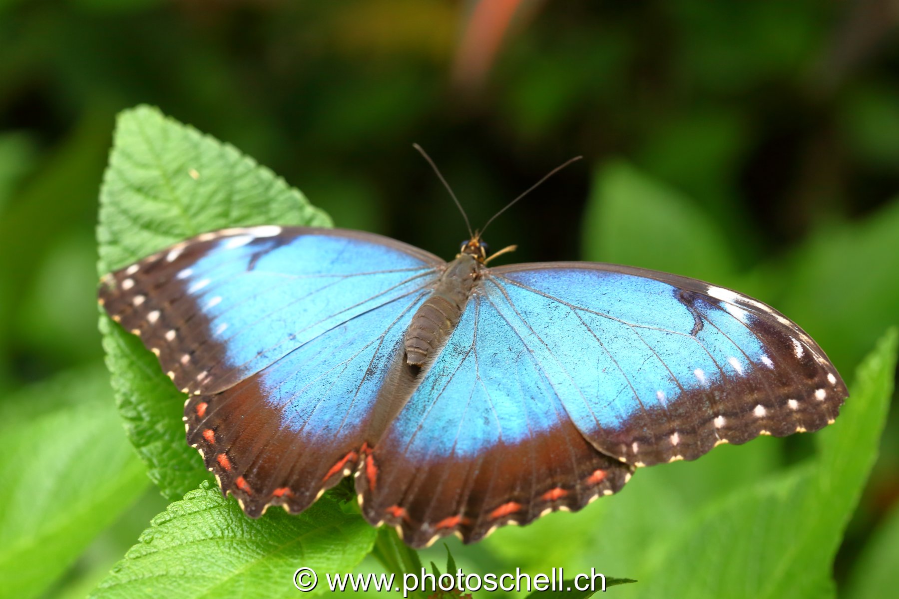 Morpho du Papillorama