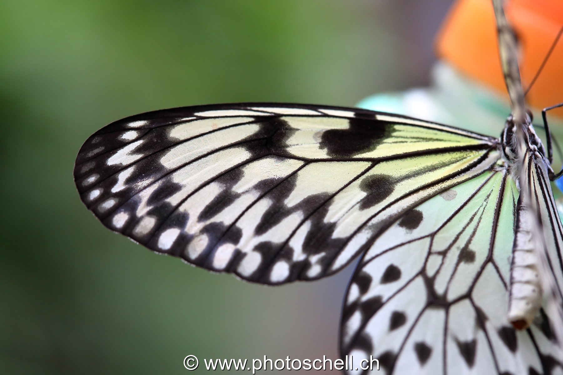 Papillons du Papillorama