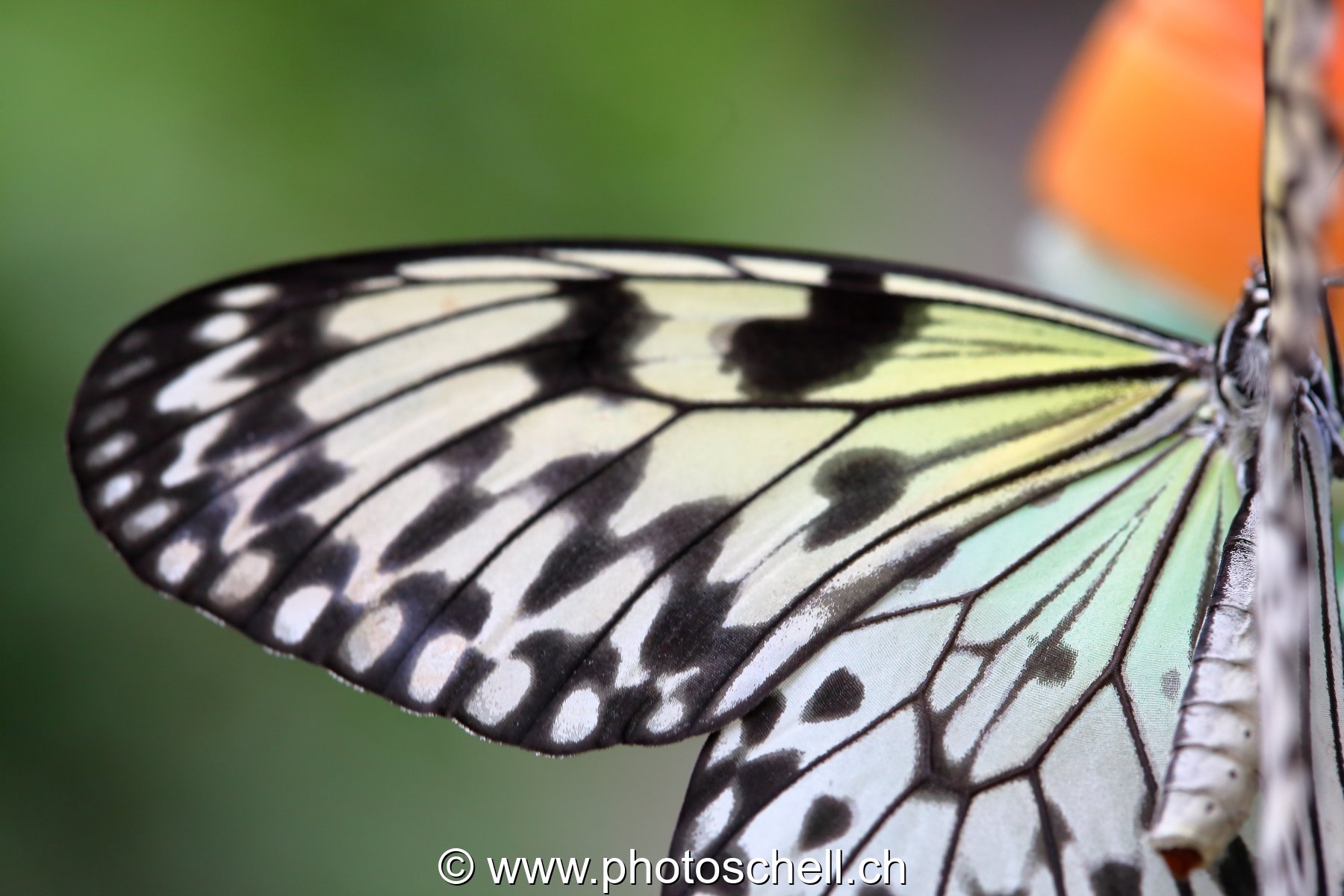 Papillons du Papillorama (macro)