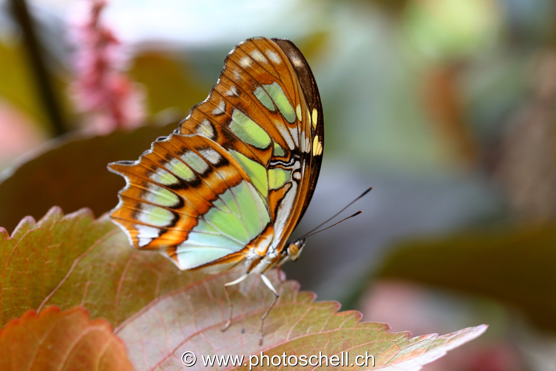 Papillons du Papillorama