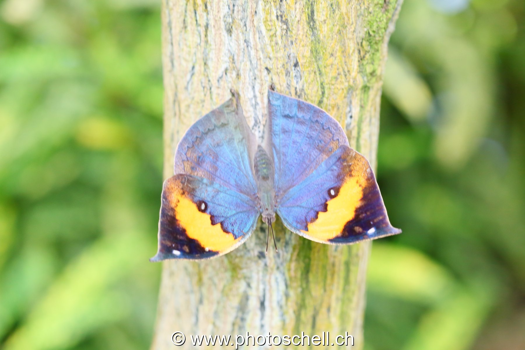 Papillons du Papillorama