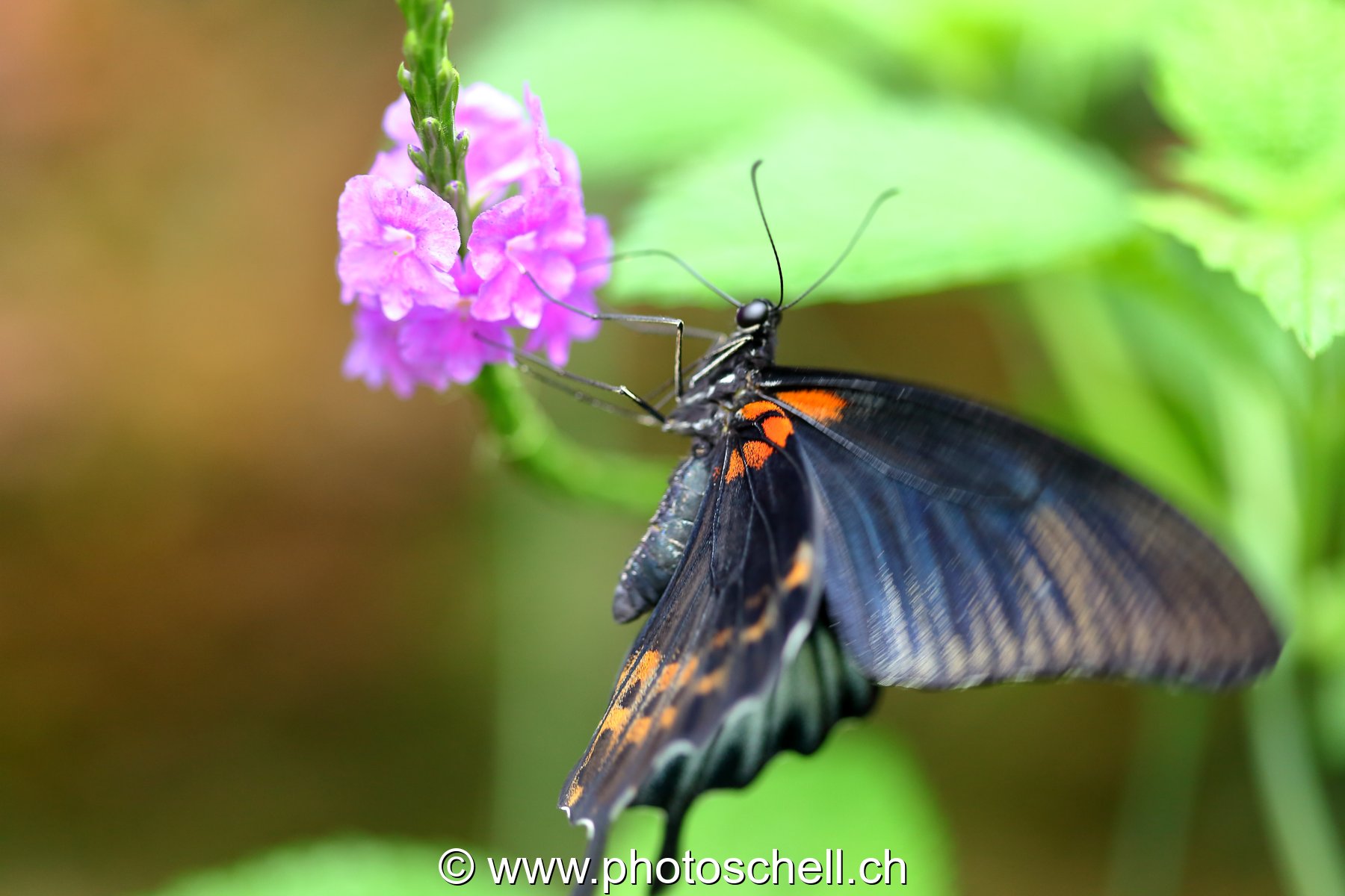 Papillons du Papillorama