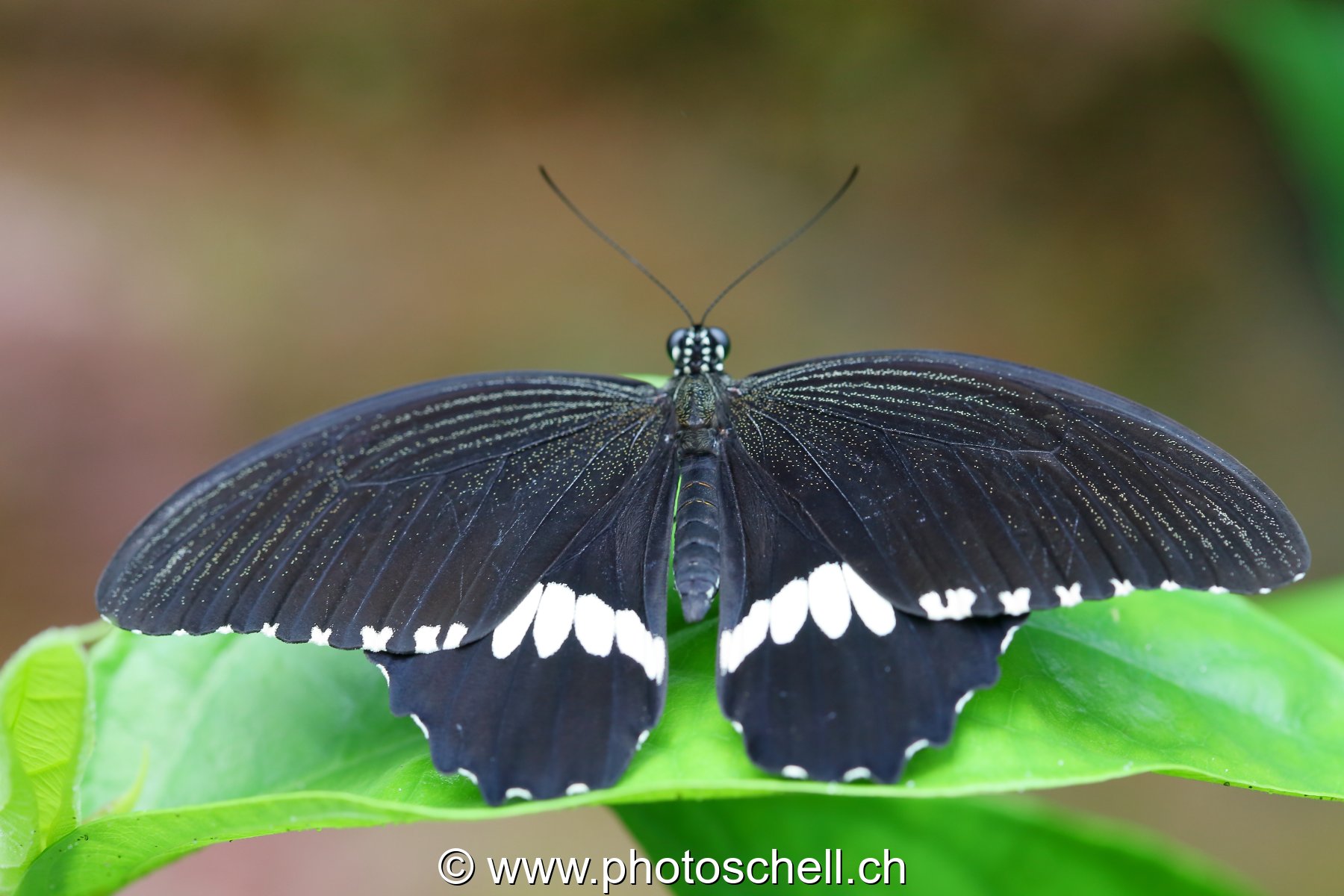 Papillons du Papillorama