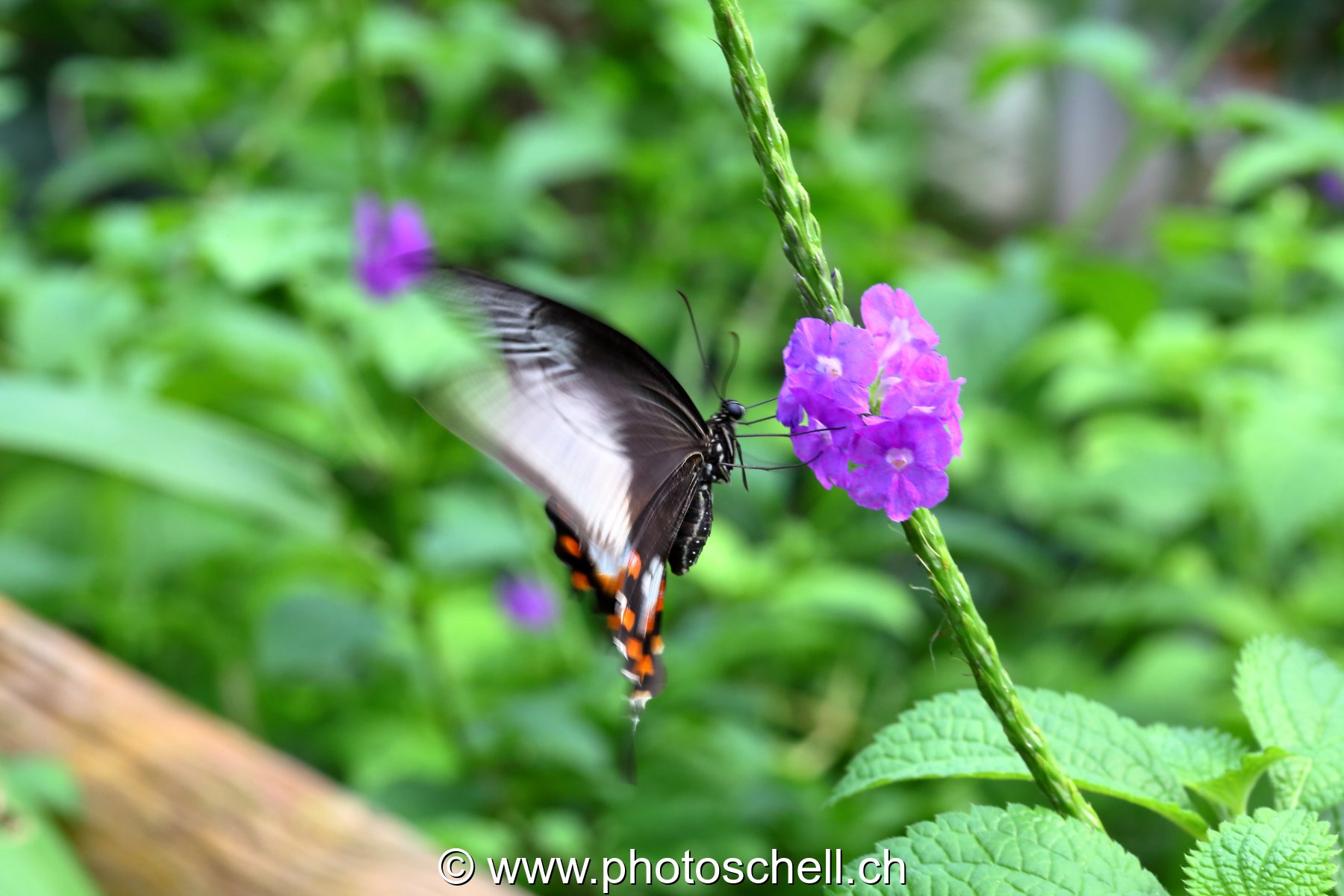 Papillons du Papillorama