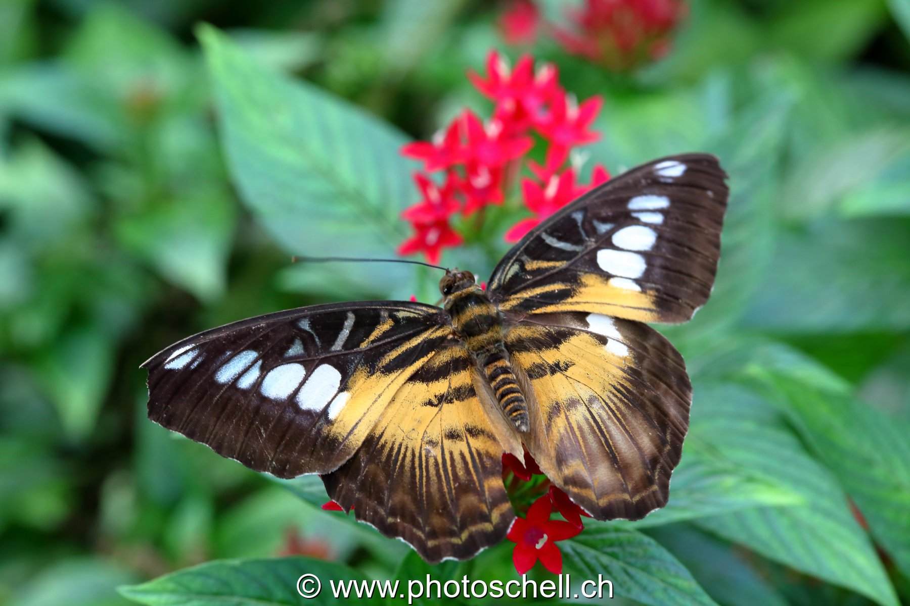 Papillons du Papillorama