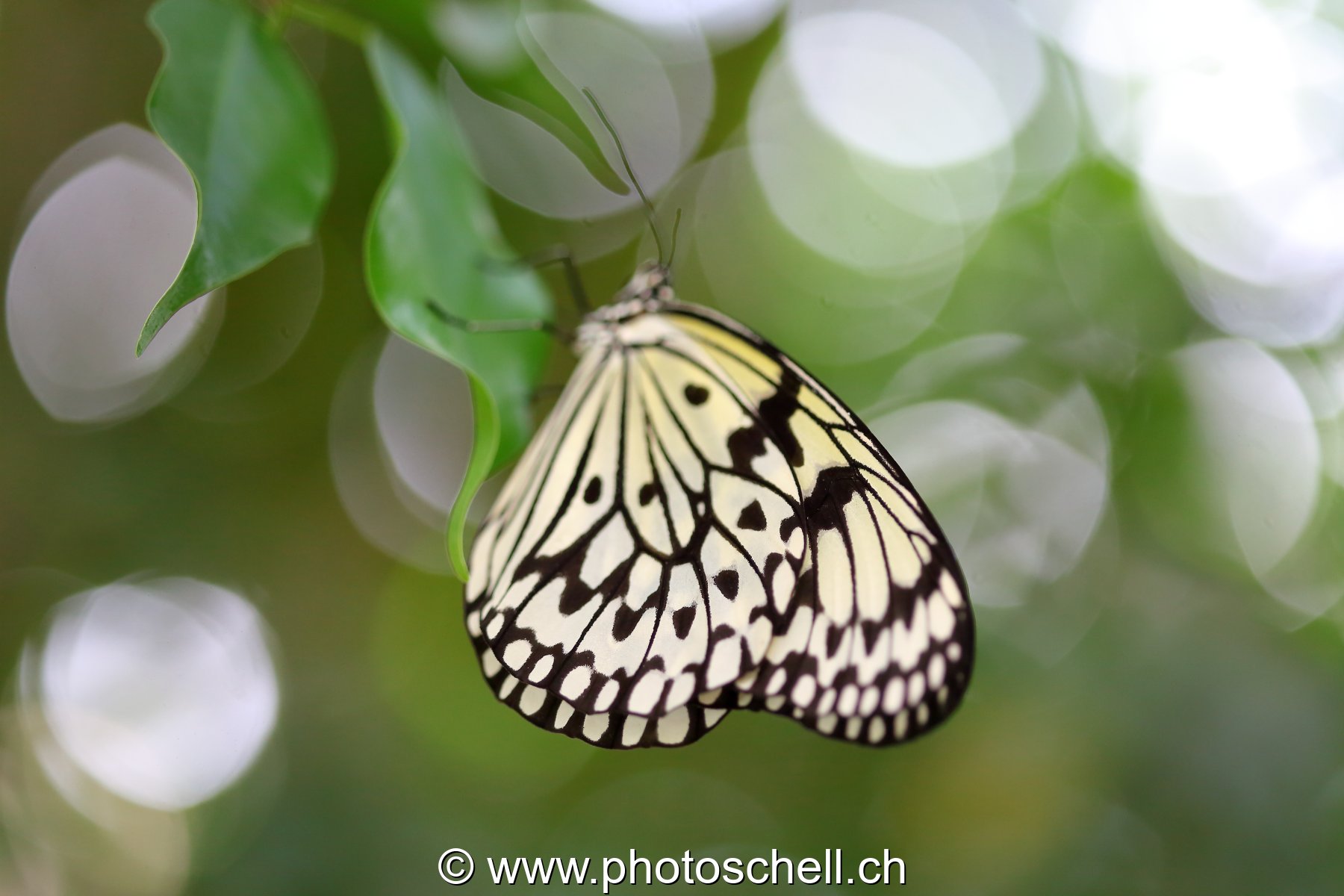 Papillons du Papillorama