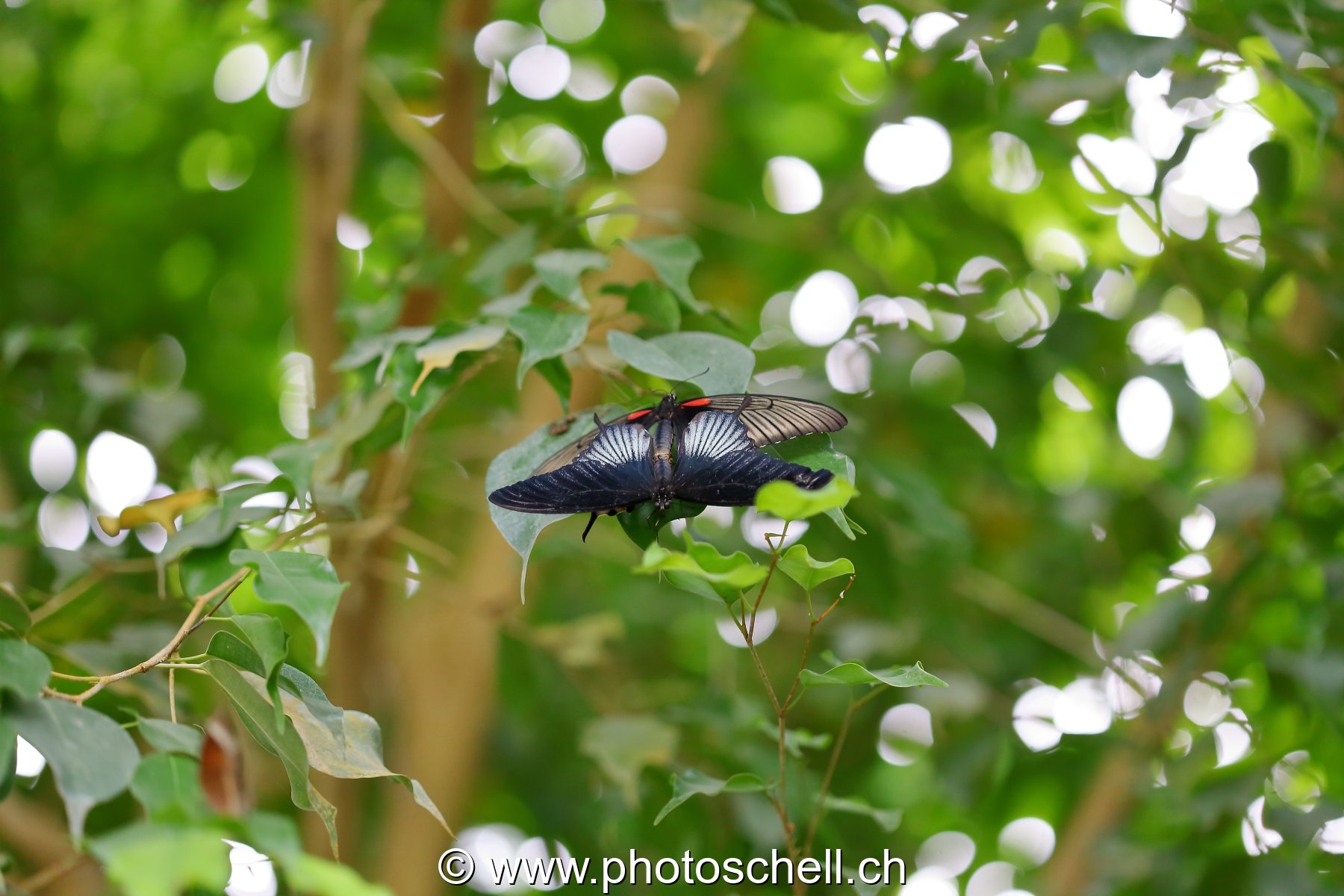 Papillons du Papillorama
