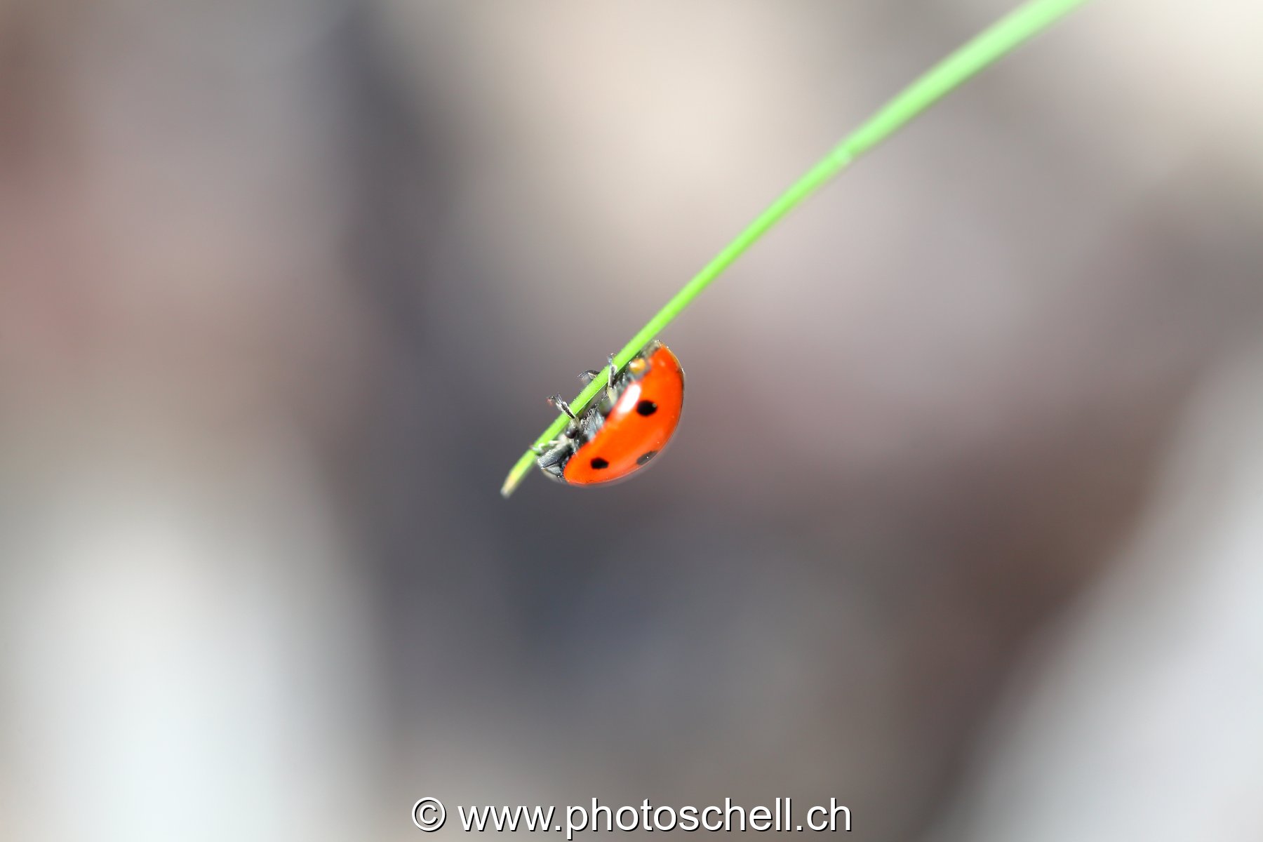 Coccinelle sur son brin d'herbe