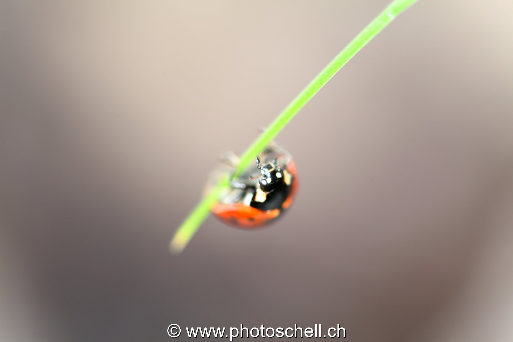 Coccinelle sur son brin d'herbe
