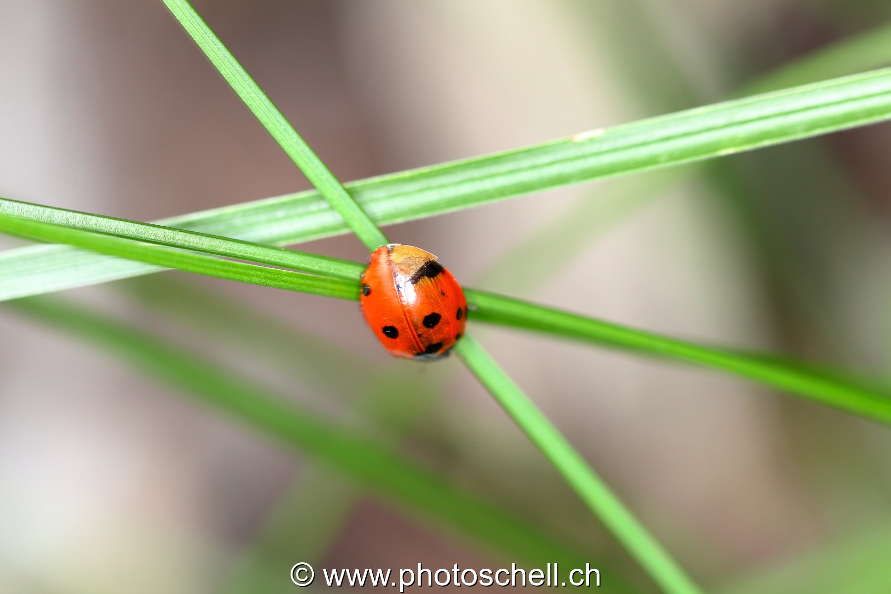 Coccinelle sur son brin d'herbe