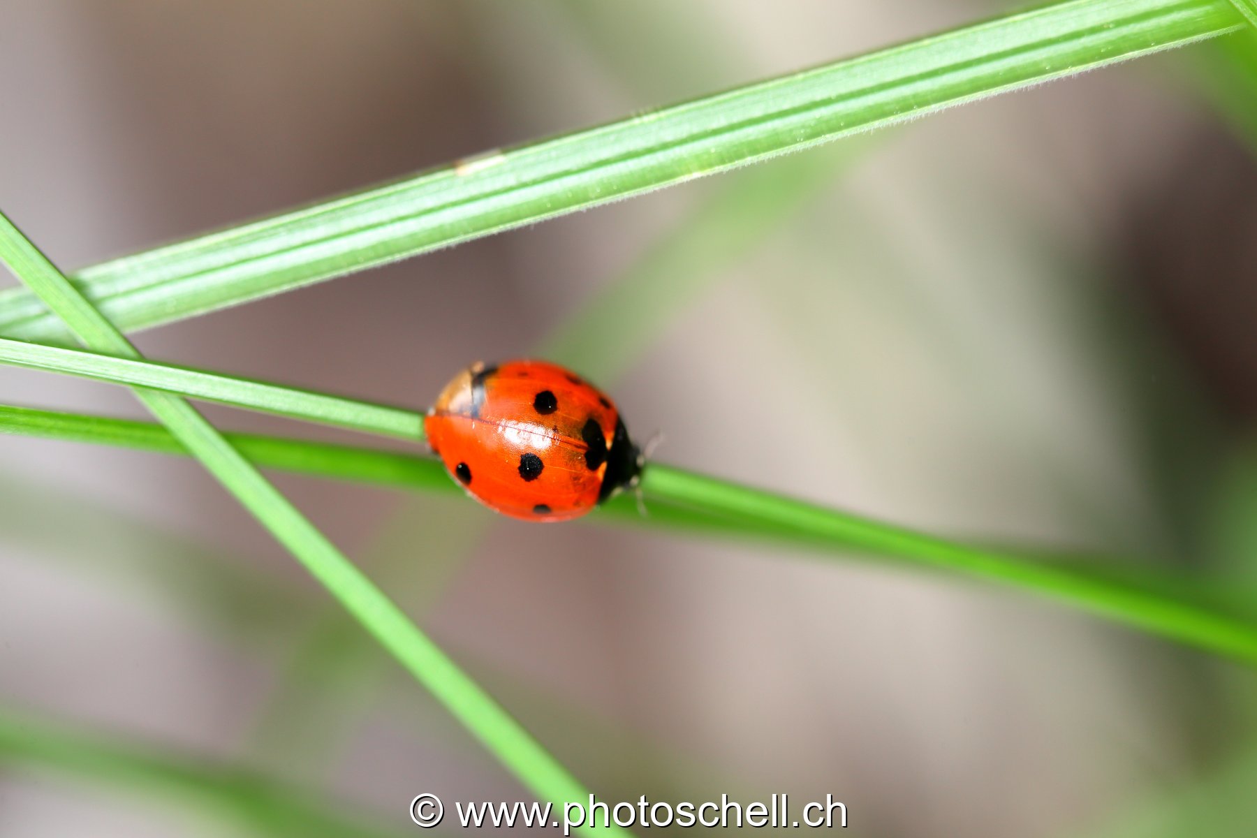 Coccinelle sur son brin d'herbe