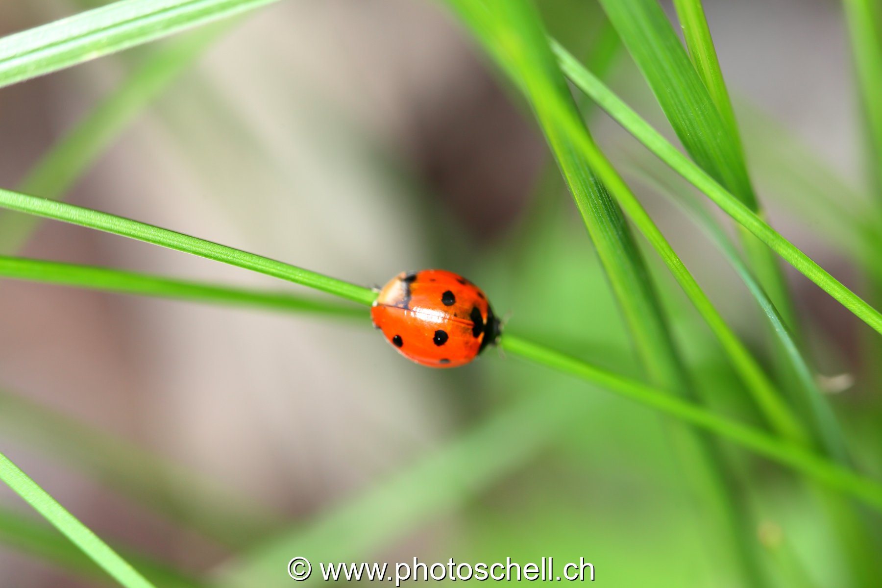 Coccinelle sur son brin d'herbe