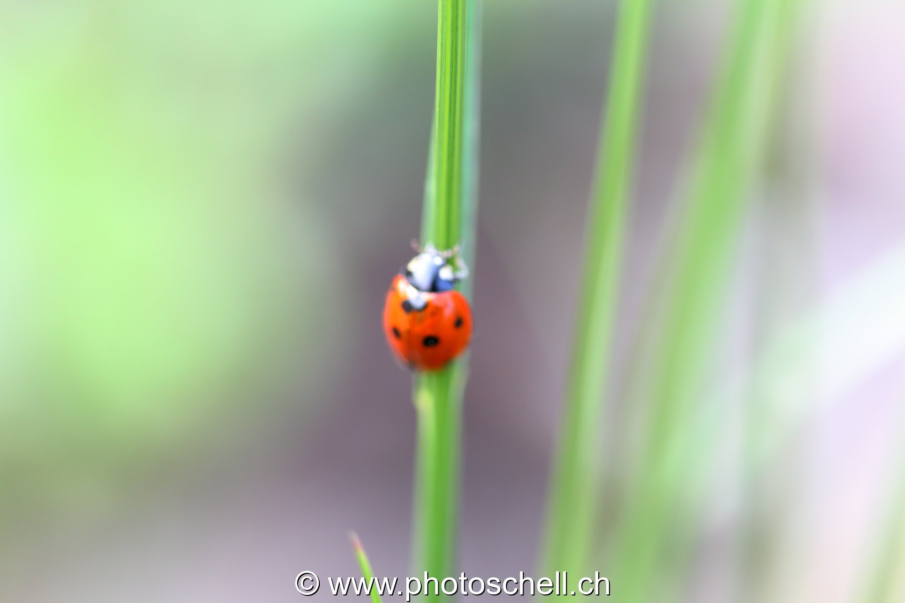 Coccinelle sur son brin d'herbe