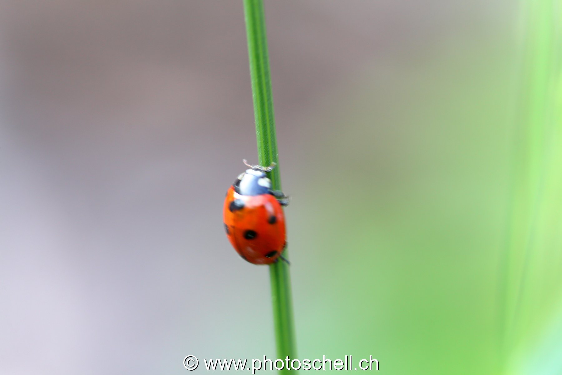 Coccinelle sur son brin d'herbe