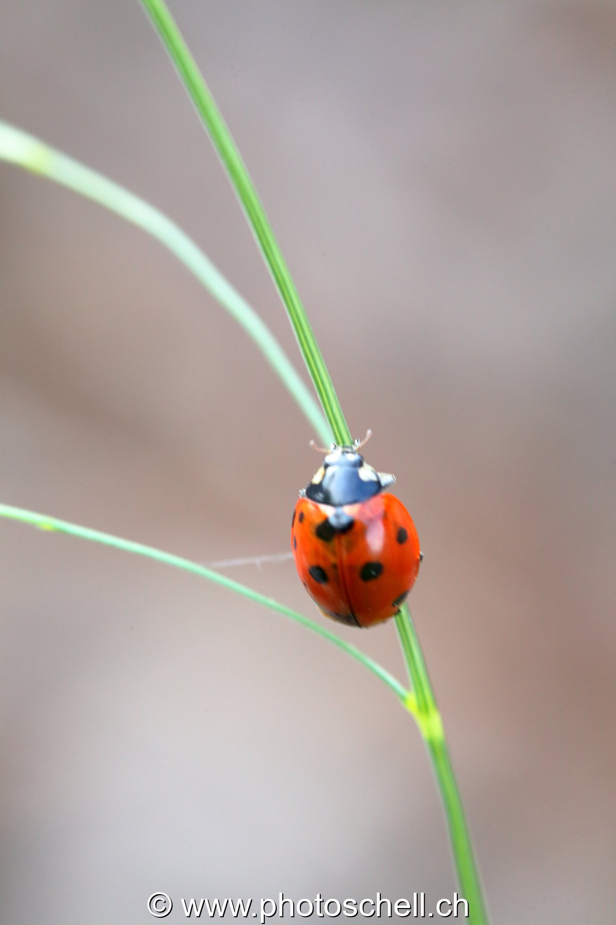 Coccinelle sur son brin d'herbe