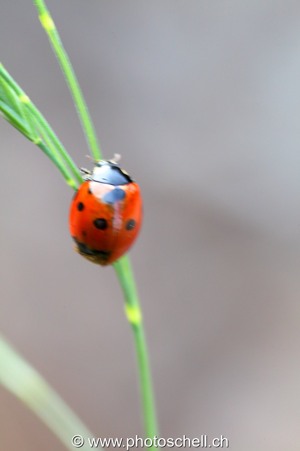 Coccinelle sur son brin d'herbe