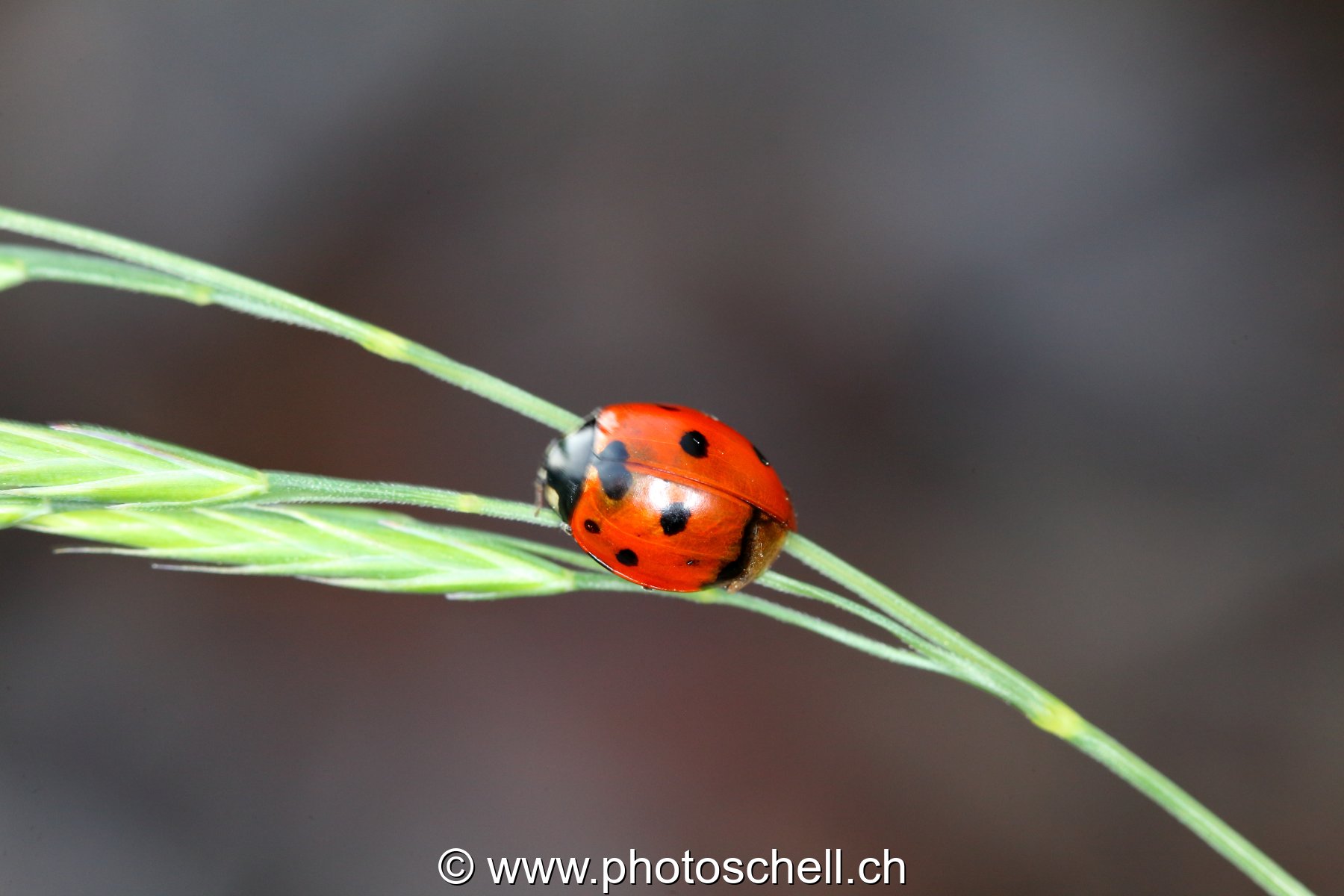 Coccinelle sur son brin d'herbe