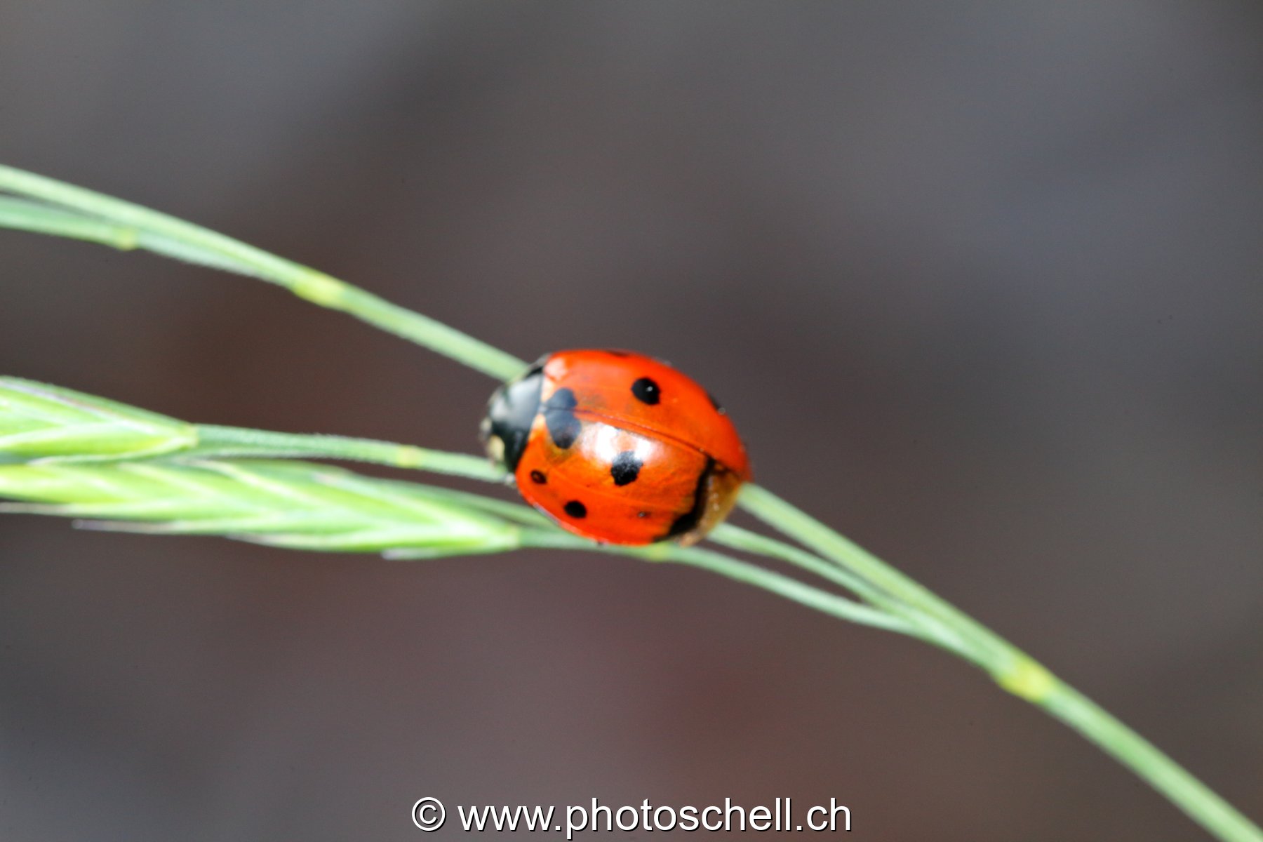 Coccinelle sur son brin d'herbe