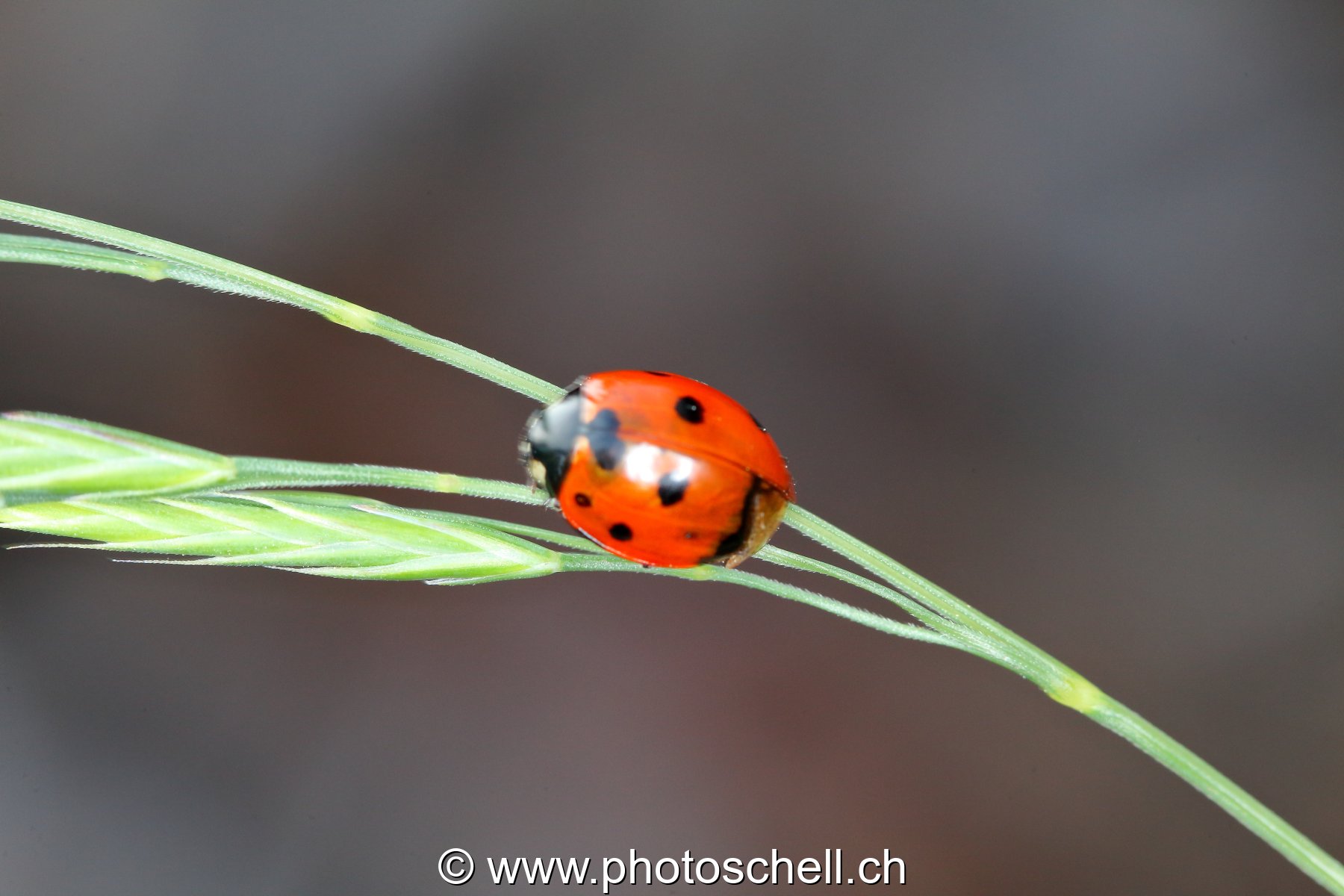 Coccinelle sur son brin d'herbe