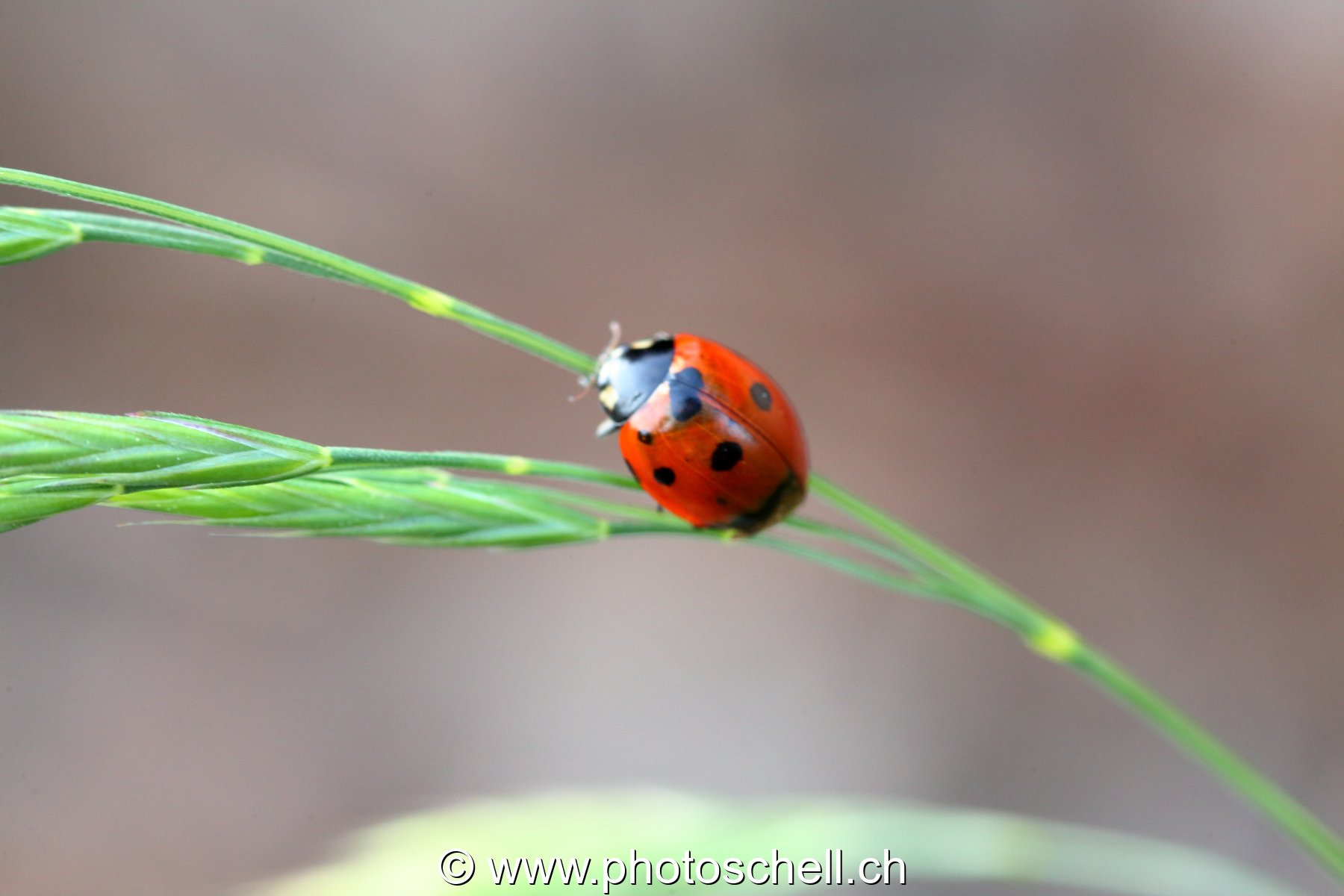 Coccinelle sur son brin d'herbe