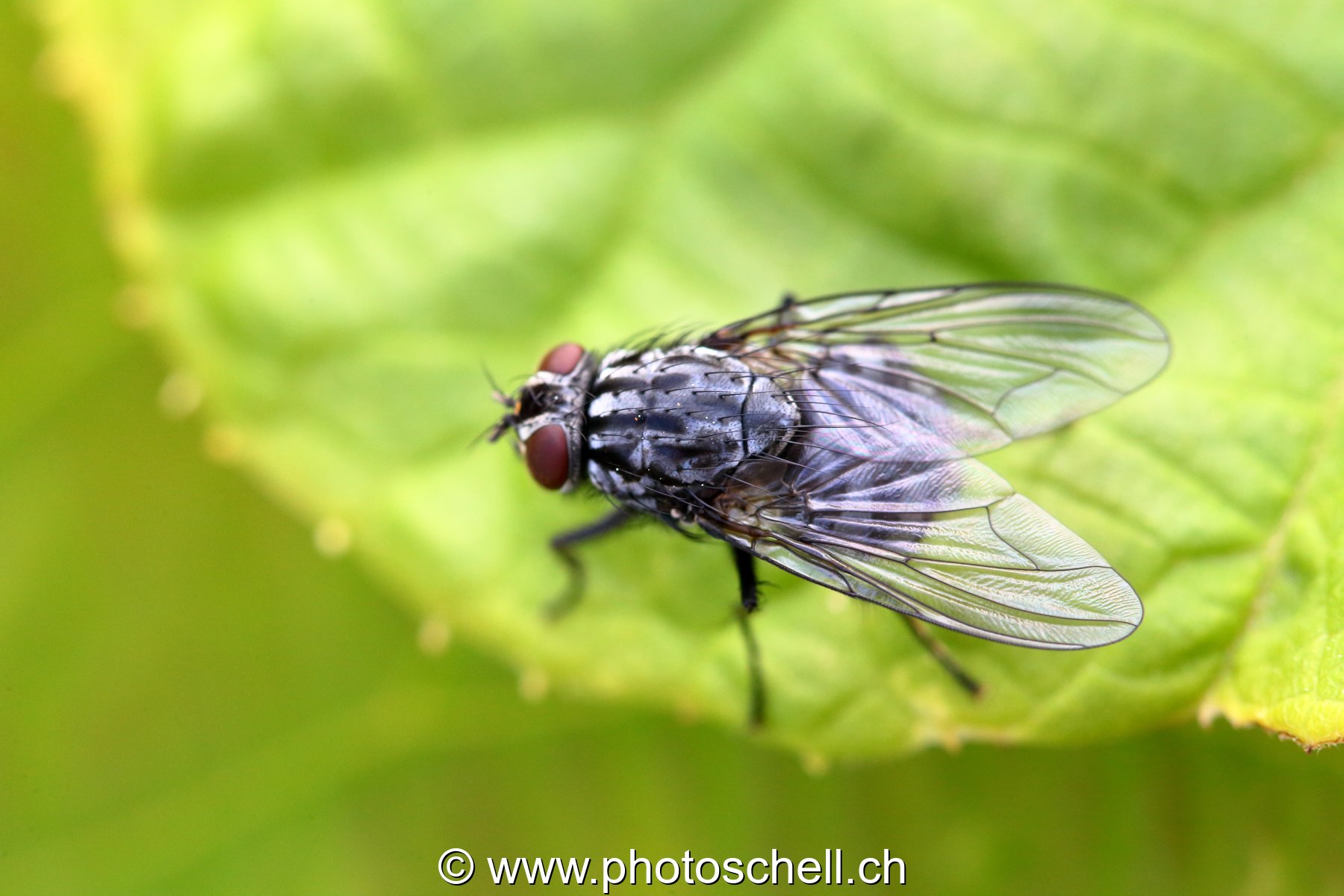 Mouche (macro)