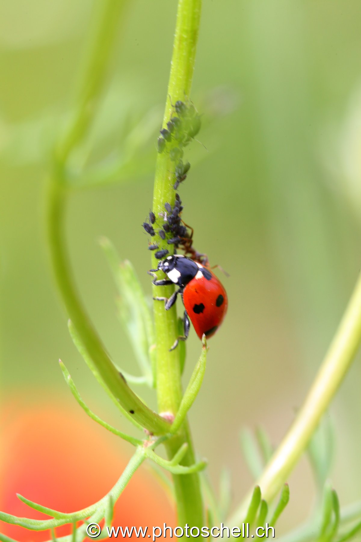 Coccinelle en plein repas