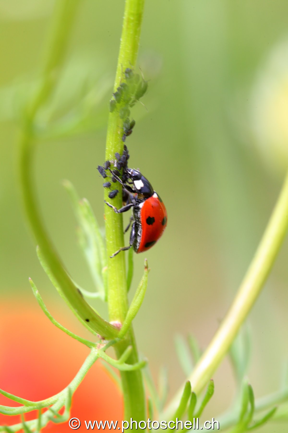Coccinelle en plein repas
