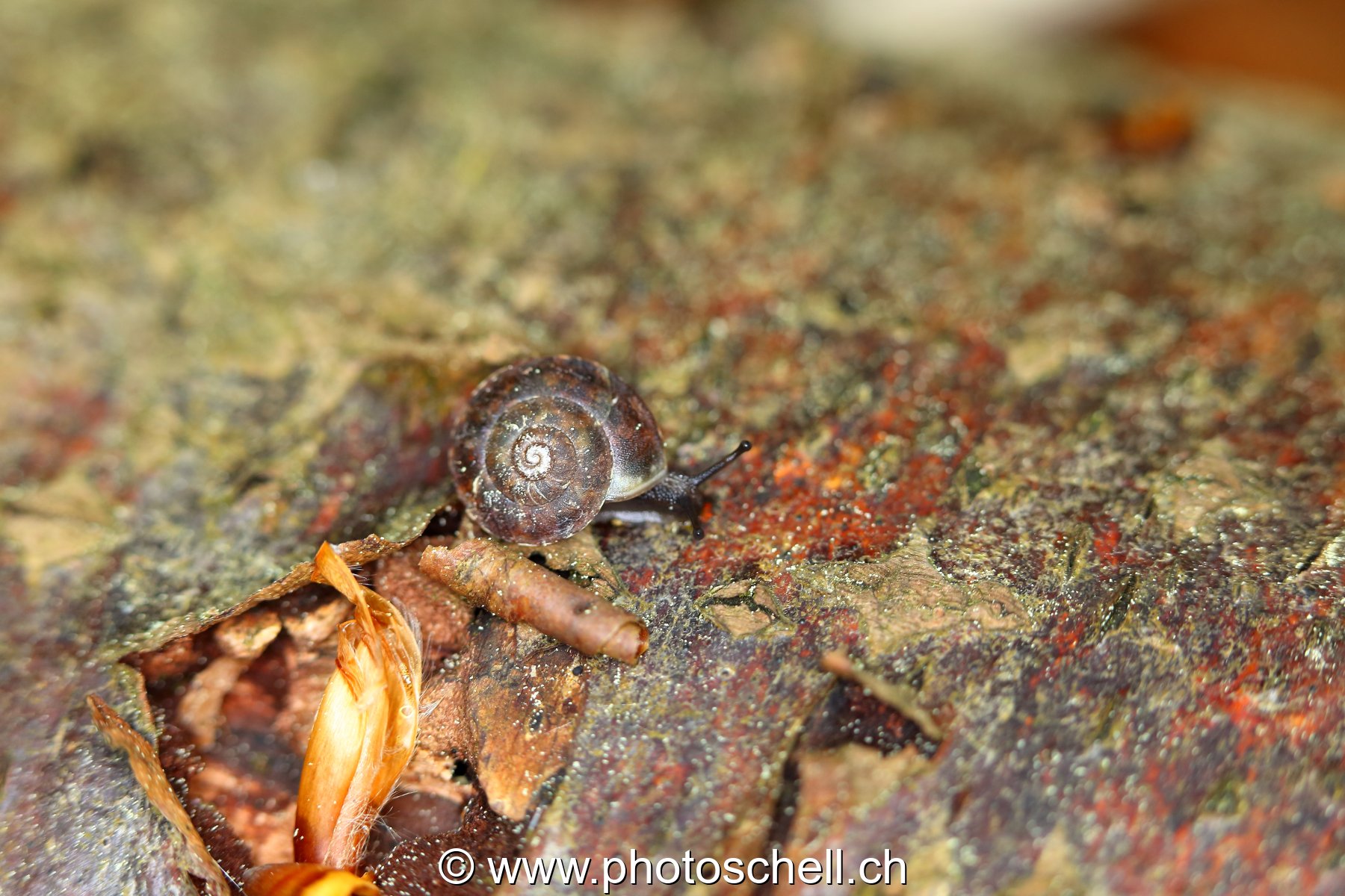 Mini escargot