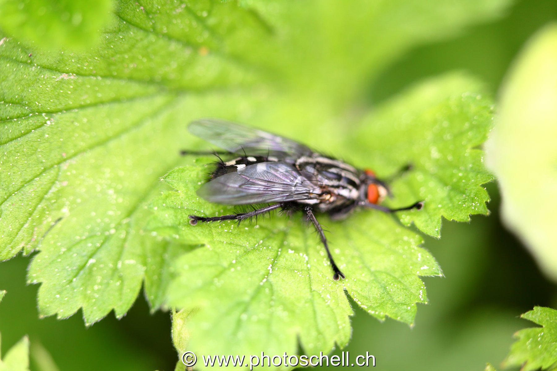Mouche