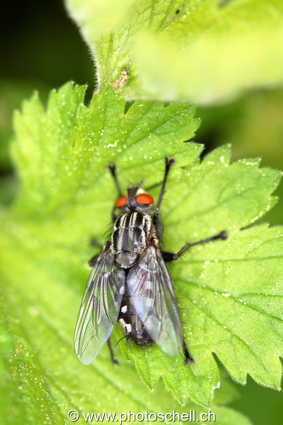 Mouche