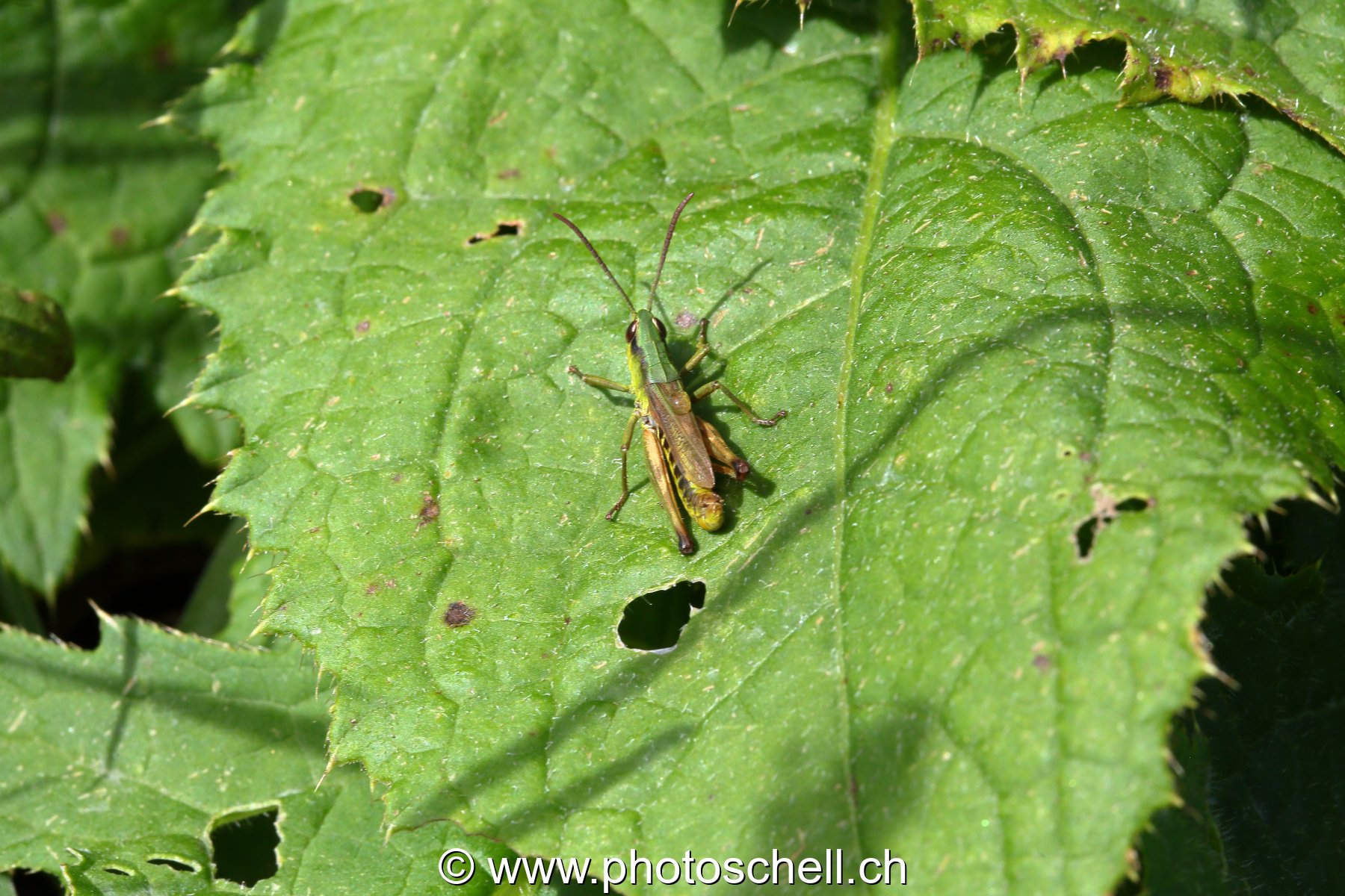 Sauterelle verte