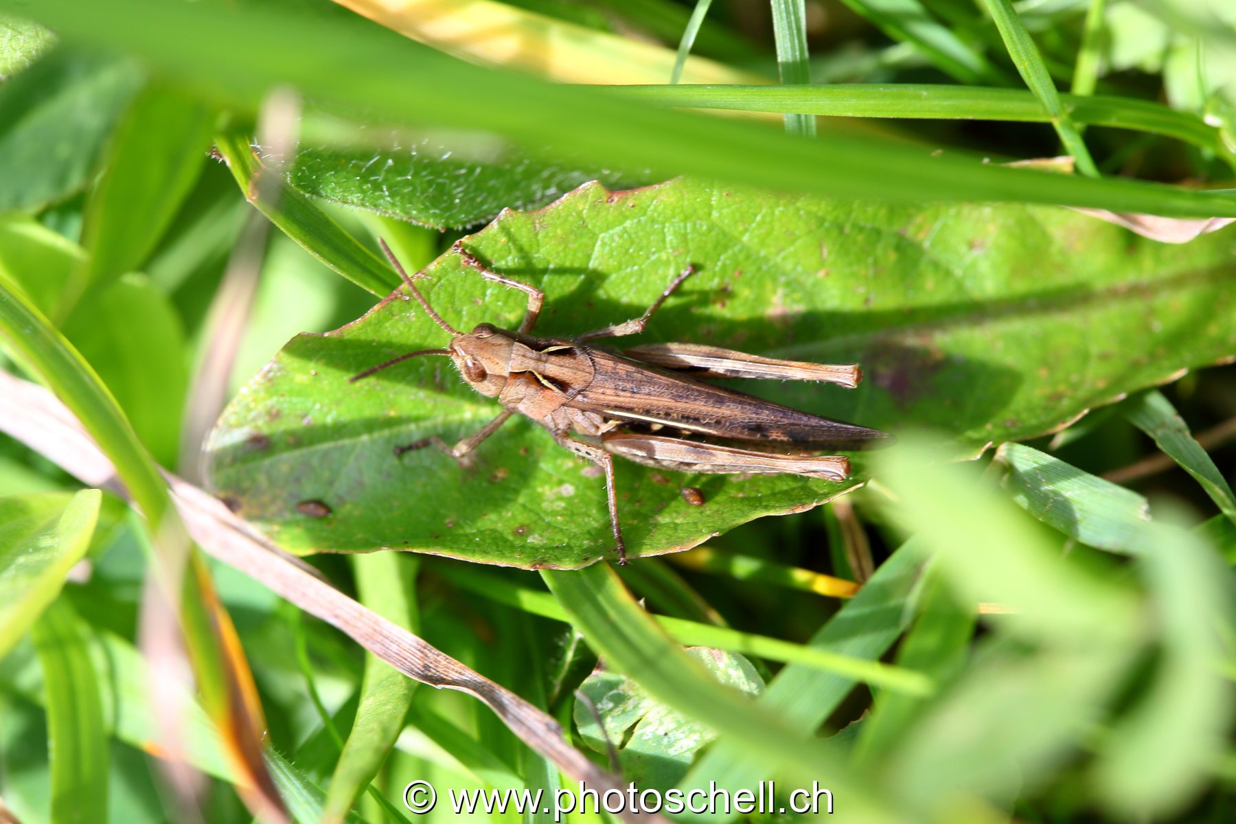 Sauterelle brune