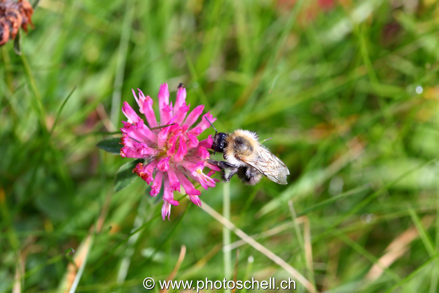 Abeille sauvage en train de butiner