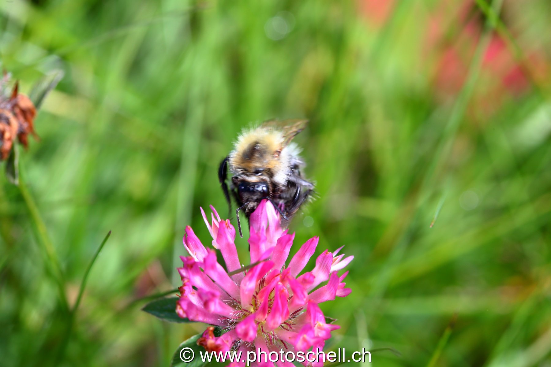 Abeille sauvage en train de butiner