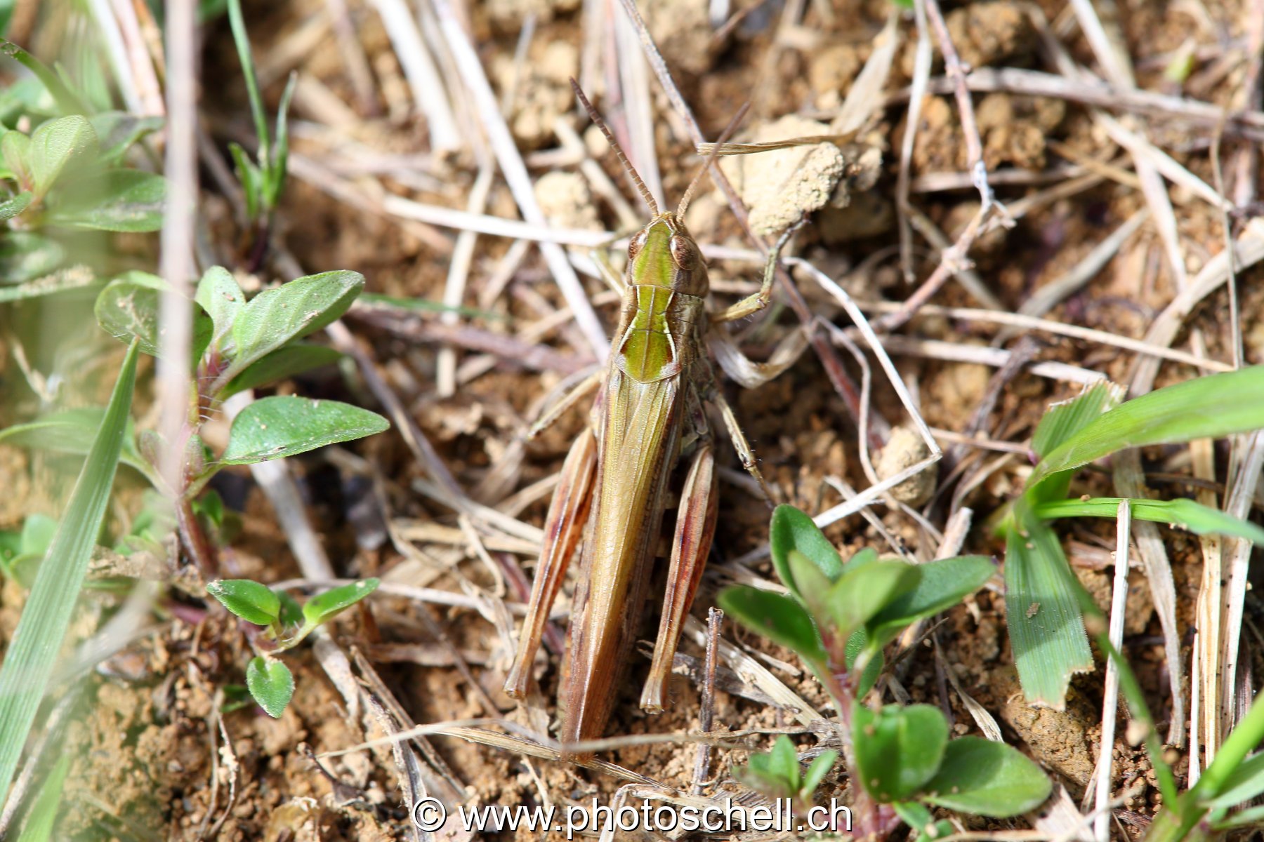 Sauterelle verte (macro)