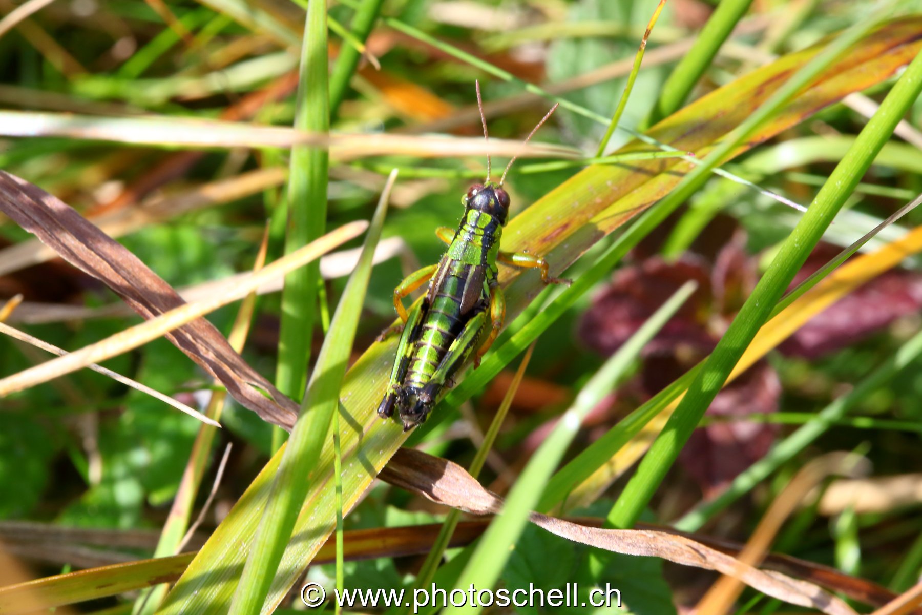Sauterelle verte (macro)