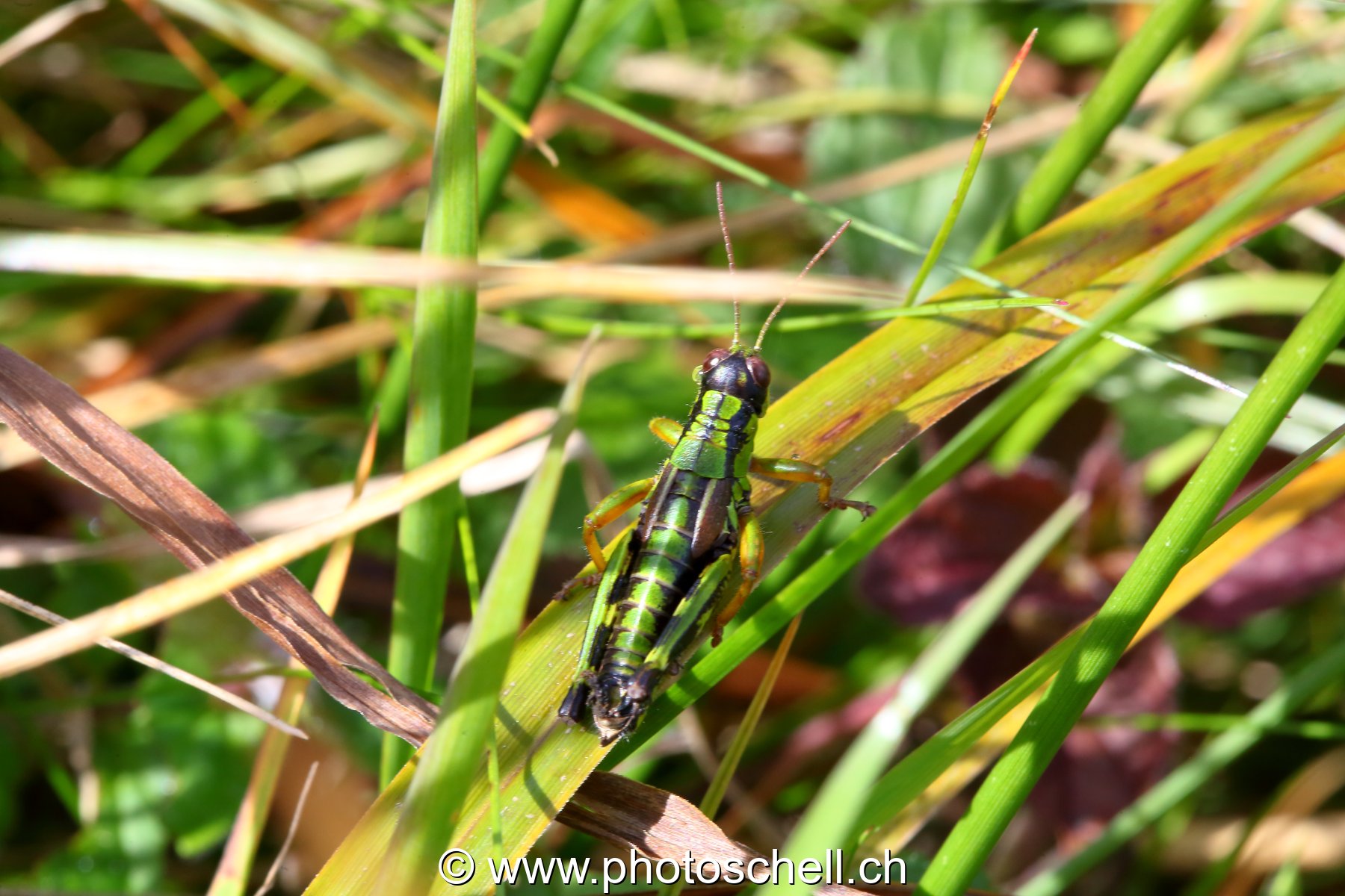 Sauterelle verte (macro)