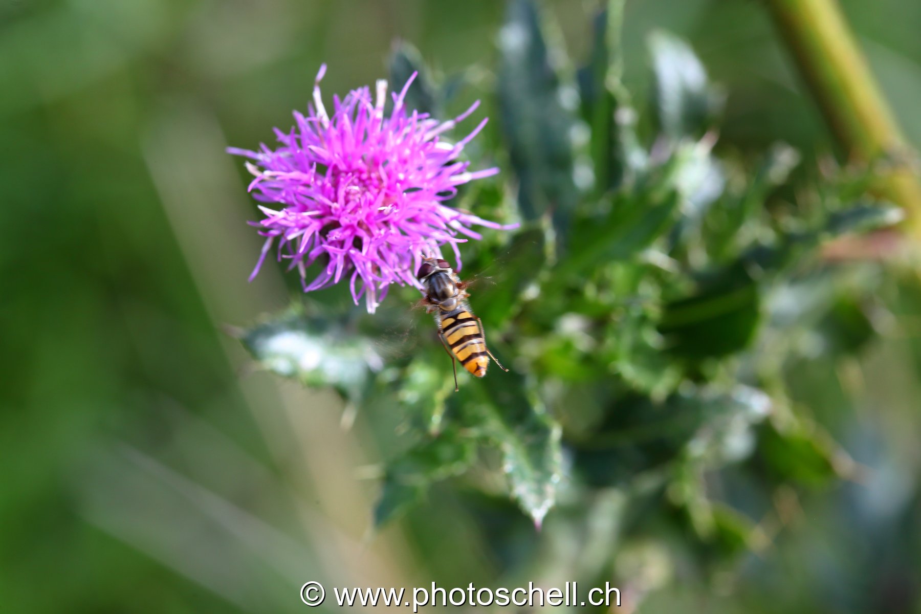 Abeille en approche
