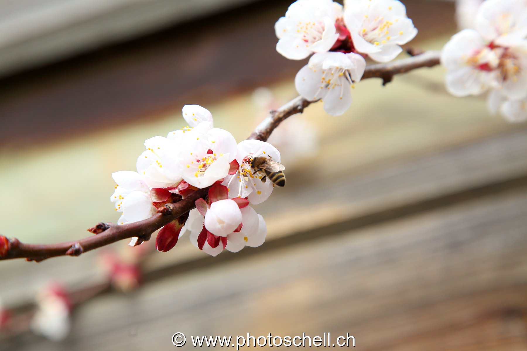 Abeille en train de butiner