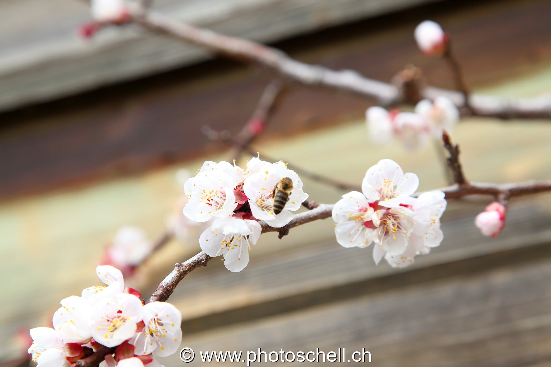 Abeille en train de butiner