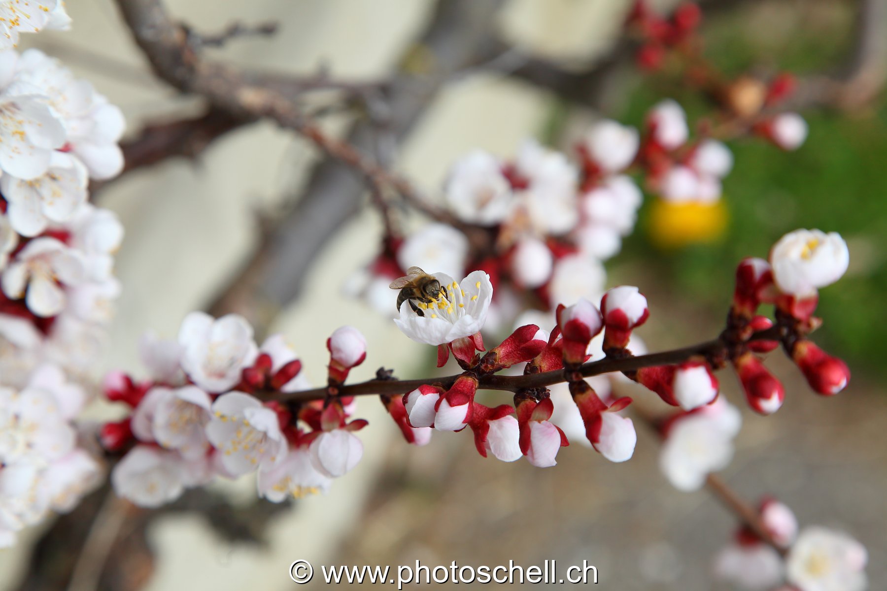 Abeille en train de butiner