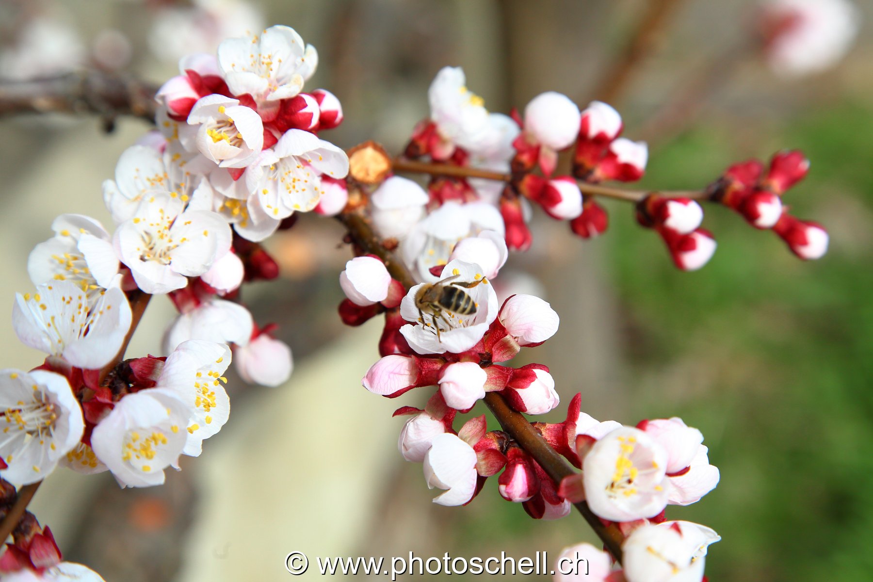 Abeille en train de butiner