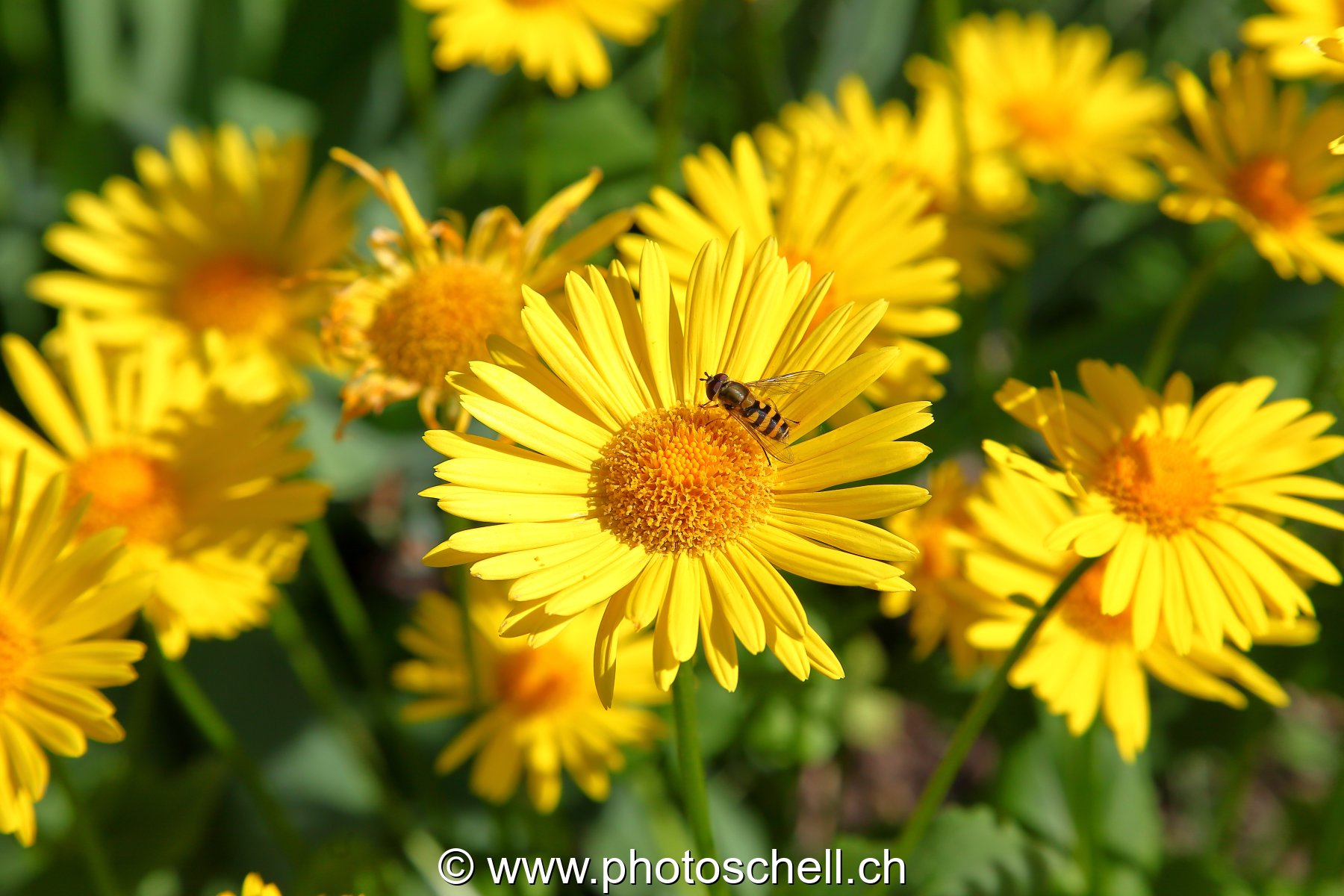 Petit insecte sur des fleurs